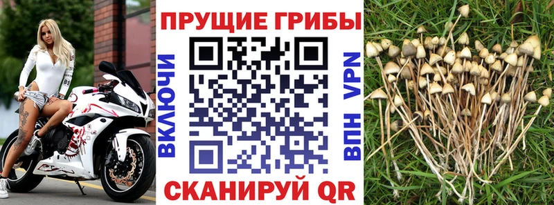 Псилоцибиновые грибы Psilocybine cubensis  Рыбное 